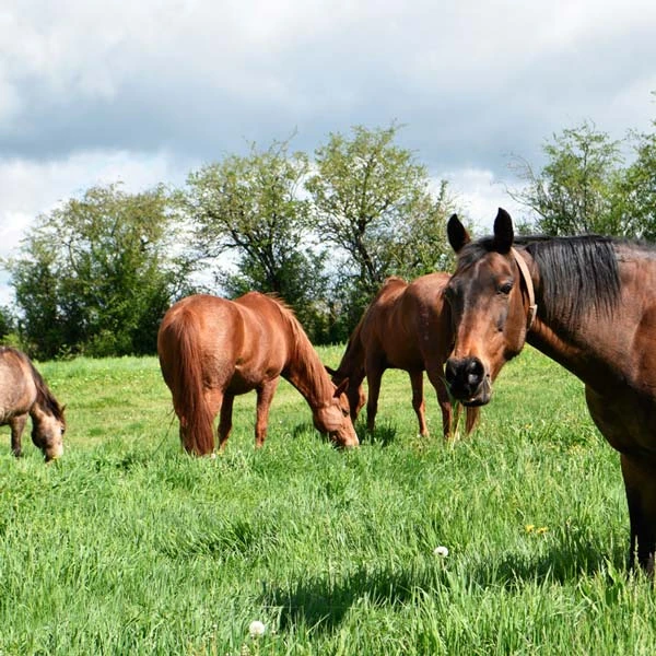 Pension pour chevaux à Saint-Gervazy, Puy-de-Dôme